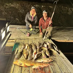 Full Draw Bowfishing bowfishing photo