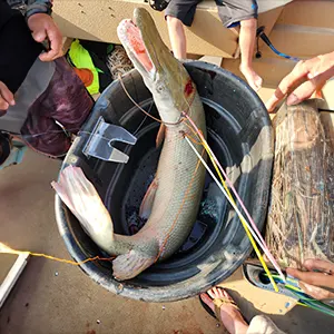 Afterhours Bowfishing bowfishing photo