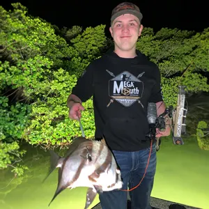 Bowfish St. Pete bowfishing photo