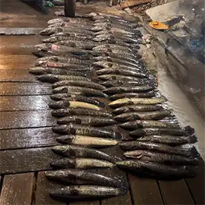 Finnfeather Chesapeake bowfishing photo