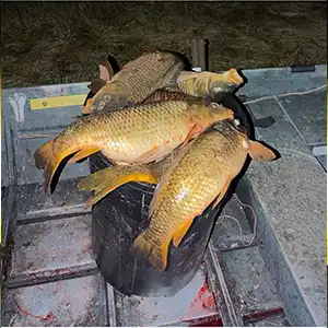 Halligan Outdoors Guide Service bowfishing photo