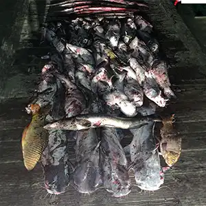 Red Line Outfitters bowfishing photo